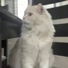 قطط للتبني