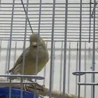كناري. انثى ازيبل و ذكر ستنايت اصفر و أوبال