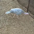 دجاج رومي