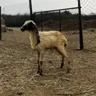 غنم بلدي