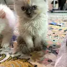 قطه همالايا