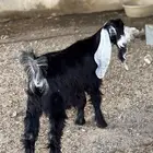 جفره عارضيه( تم البيع)