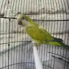 كويكر اليف (تم البيع)
