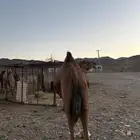 ناقه حمرا دم