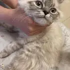 قطوه