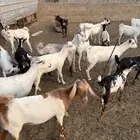 معزا للبيع