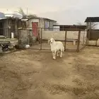 فحل  حري للبيع محايل