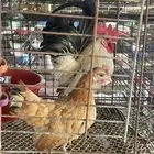 دجاج جابانيز بياض