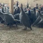 دجاج حبشي بشاير قريب البيض العمر خمس شهور