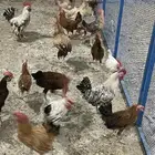 للبيع ديوك بلدي عمر خمسه شهور