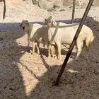 فحول كفو للبيع