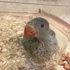 فرخ دره جامبو