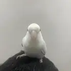 عصفور روز للبيع مع القفص