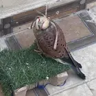 بأشق او حميمج او شبوط