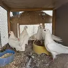 حمام صنعاوي