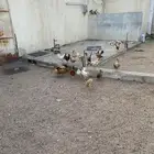 صيصان عمر ثلاث شهور