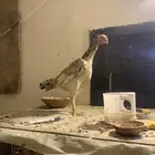 دجاجه شامو ياباني