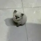 كيتين هيمالايا امريكي