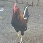 ديك عربي احمر