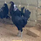 ديوك للبيع عددها 180 بيع جمله