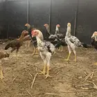 دجاج مهجن للبيع