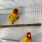 زوج روز اصفر عيون حمرا