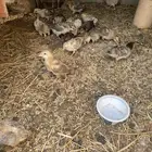 للبيع صيصان العدد 100 كله محصنه