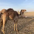 للبيع بكره شعلا