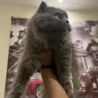 قطه للبيع