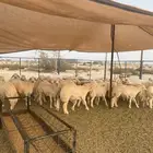 غنام في الفصيل طليان