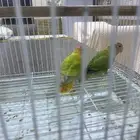 طيور روز