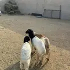 3- خرفان رفيد جذعان