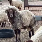 فحل نعيمي شرط القريع