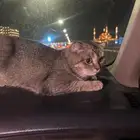 قطط