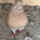 حمام كنق مودينا اصفر