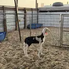 رخل نجديه صنف داغور