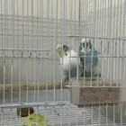طيور زينه