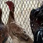 دجاج باكستاني سنديه