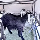 عنقان للبيع