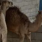 بكار للبيع اعمارها 6اشهر