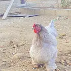 دجاج براهمه