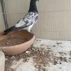 مفقود حمام باكستاني شت ولا