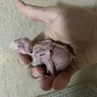 فرخ كروان  لاتينو عيون حمر ب 200 او 220 شامل ملحقات