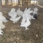حمام شمسي رقاص