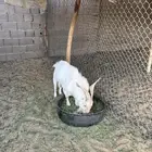 تيس قزمي