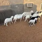غنم للبيع حريات