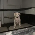 جرو سلق لا يجي إلا الصامل واقبل بدل بشي طيب
