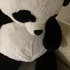 للبيع الباندا حجم كبير