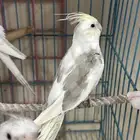 ذكور كروان هافي بايد كريمي فيس