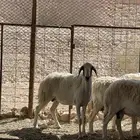 شاه حرية حرشا دافع شرط سونار